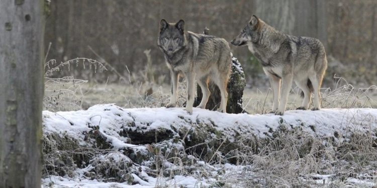 Où sont les loups en France ?