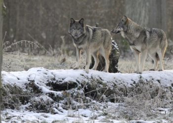 Où sont les loups en France ?