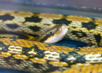 Quel serpent tué le plus d'homme ?