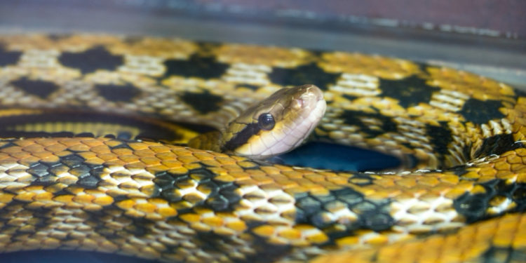 Quel serpent tué le plus d'homme ?