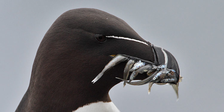 Qui mange les pingouins ?