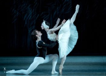 Quand migrent les cygnes ?