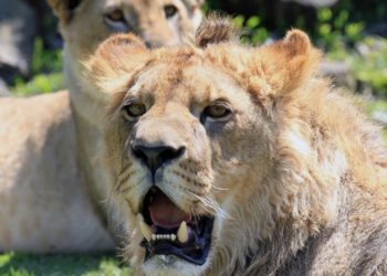 Qui est l'animal le plus sauvage ?