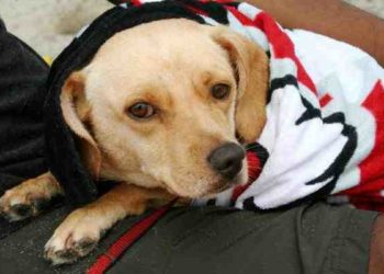 Est-ce que les chiens ont des ganglions ?