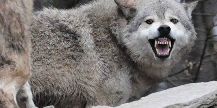 Quels sont les plus gros loup ?