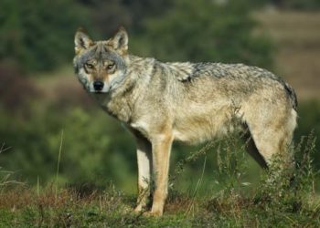 Est-ce que le loup attaque l'homme ?