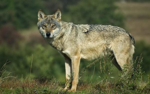 Est-ce que le loup attaque l'homme ?