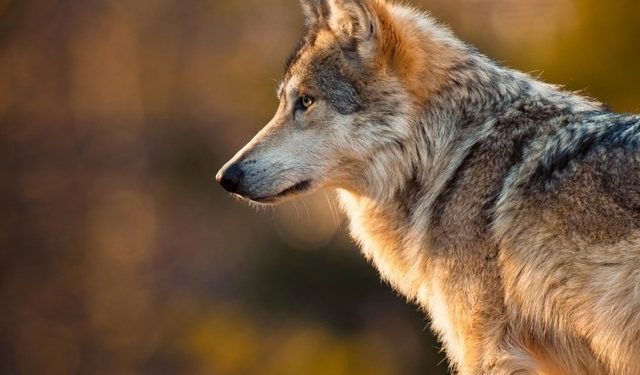 Quelle est la plus grosse race de loup ?
