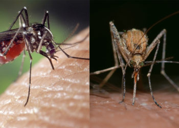 Comment meurt un moustique ?