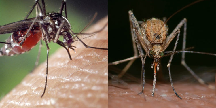 Comment meurt un moustique ?