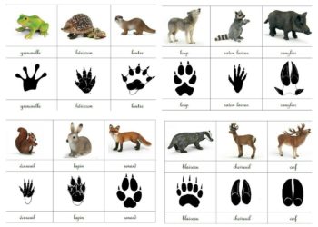 Comment trouver des traces d'animaux ?