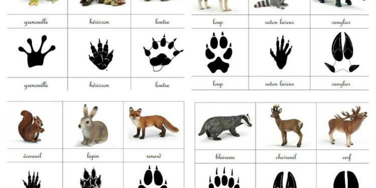 Comment trouver des traces d'animaux ?