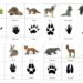 Comment trouver des traces d'animaux ?