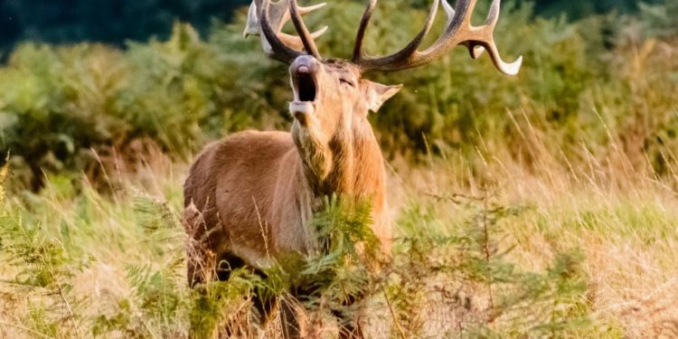 Ou entendre le brame du cerf ?