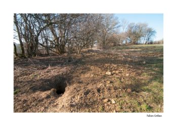 Comment reconnaître un terrier de blaireau ?