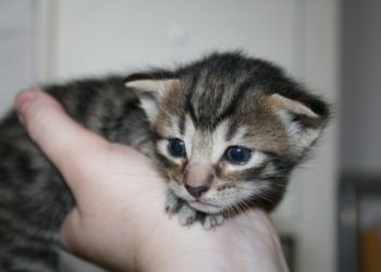 Comment nourrir un chaton de 3 mois ?