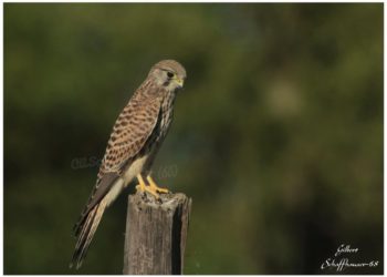 Quel rapace dans les Vosges ?
