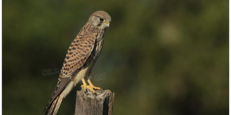 Quel rapace dans les Vosges ?