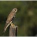 Quel rapace dans les Vosges ?