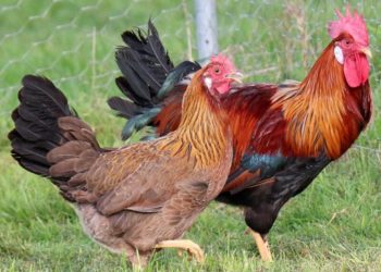 Comment se reproduit le coq et la poule ?