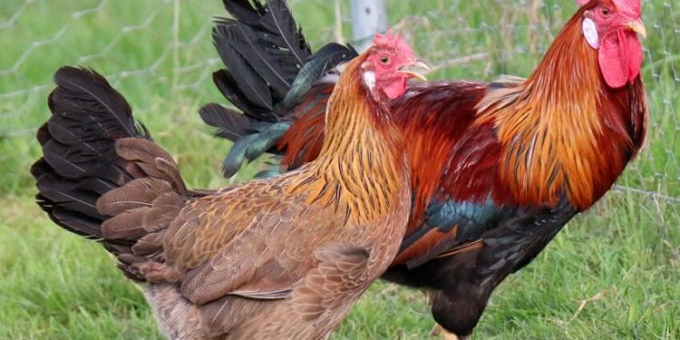 Comment se reproduit le coq et la poule ?