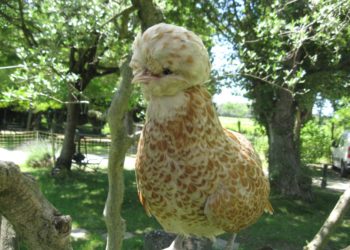 Est-ce que la poule Padoue vole ?