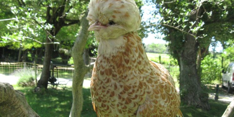 Est-ce que la poule Padoue vole ?