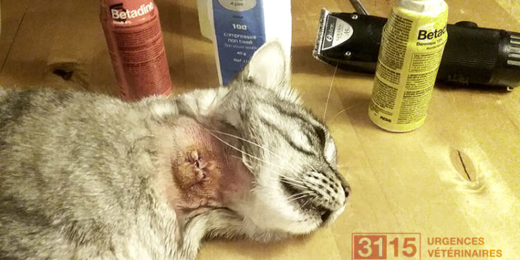 Quel Bétadine pour chat ?