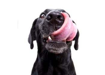 Est-ce grave si mon chien lèche de la bétadine ?