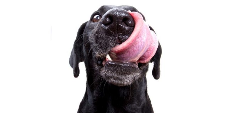 Est-ce grave si mon chien lèche de la bétadine ?