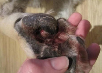 Puis-je mettre du collyre à mon chien ?