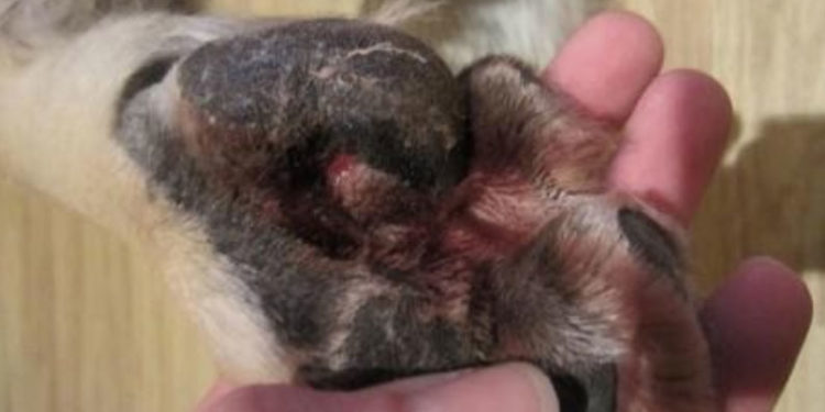 Puis-je mettre du collyre à mon chien ?