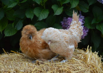 Est-ce que les poules d'ornement pondent ?