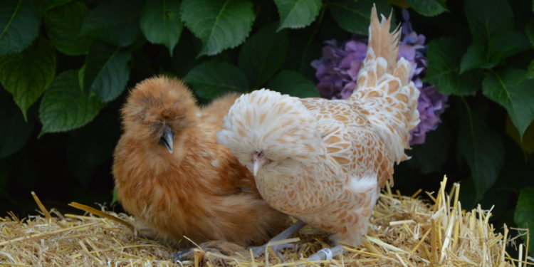 Est-ce que les poules d'ornement pondent ?