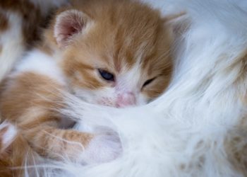 Où avoir un chaton gratuit ?