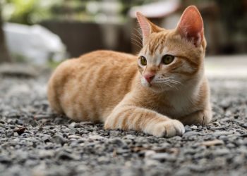 Comment adopter un chat Munchkin ?