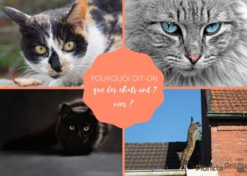 Pourquoi 7 vies ?