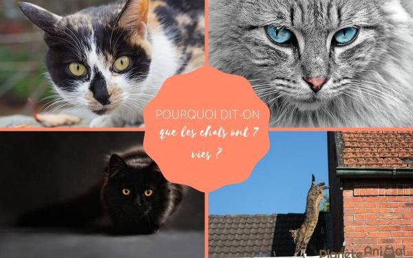 Pourquoi 7 vies ?