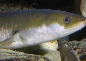 Quel poisson vit dans les profondeurs ?