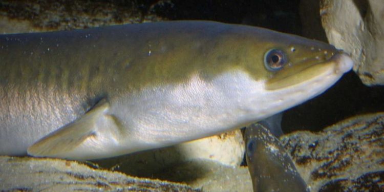 Quel poisson vit dans les profondeurs ?