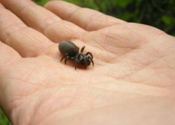 Quelles araignées sont dangereuses en France ?
