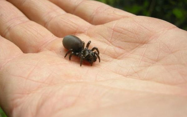Quelles araignées sont dangereuses en France ?