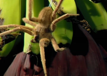 Où se trouve l'araignée la plus dangereuse du monde ?