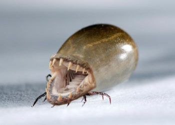 Comment éradiquer les tiques dans la maison ?