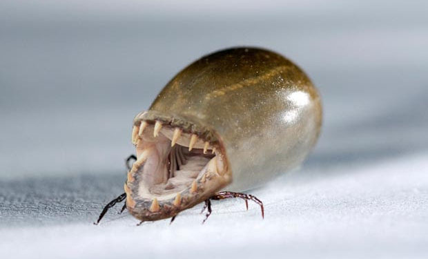 Comment éradiquer les tiques dans la maison ?