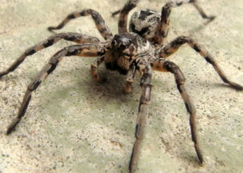 Quelle est la différence entre une mygale et une tarentule ?