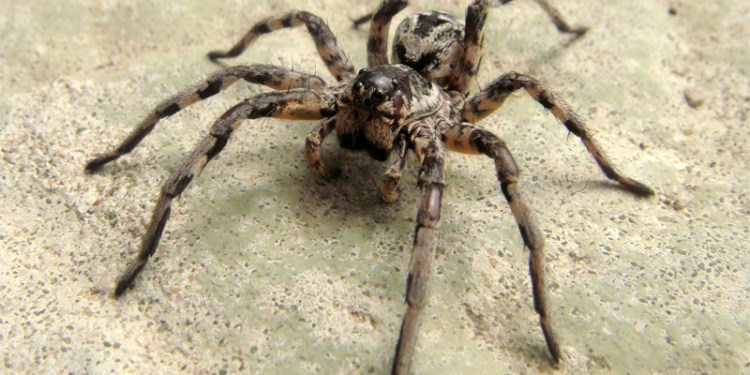 Quelle est la différence entre une mygale et une tarentule ?