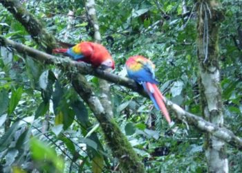 Où vivent les aras rouges ?