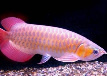 Quel est le poisson le plus cher au monde ?