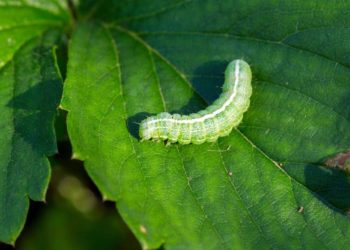 Comment détruire les chenilles vertes ?